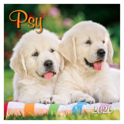 Nstenn kalendr Psy 2026